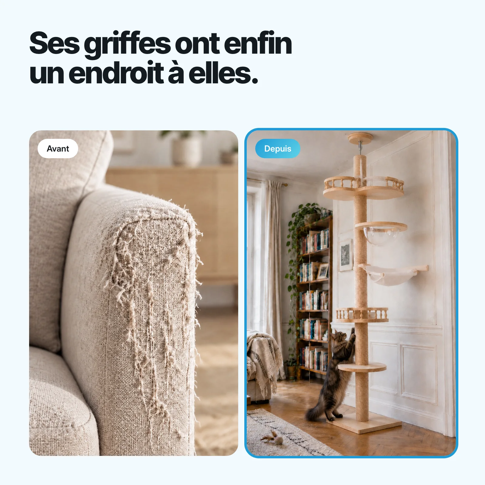 Avant, un accoudoir de canapé griffé ; depuis, le Maine Coon fait ses griffes sur le poteau