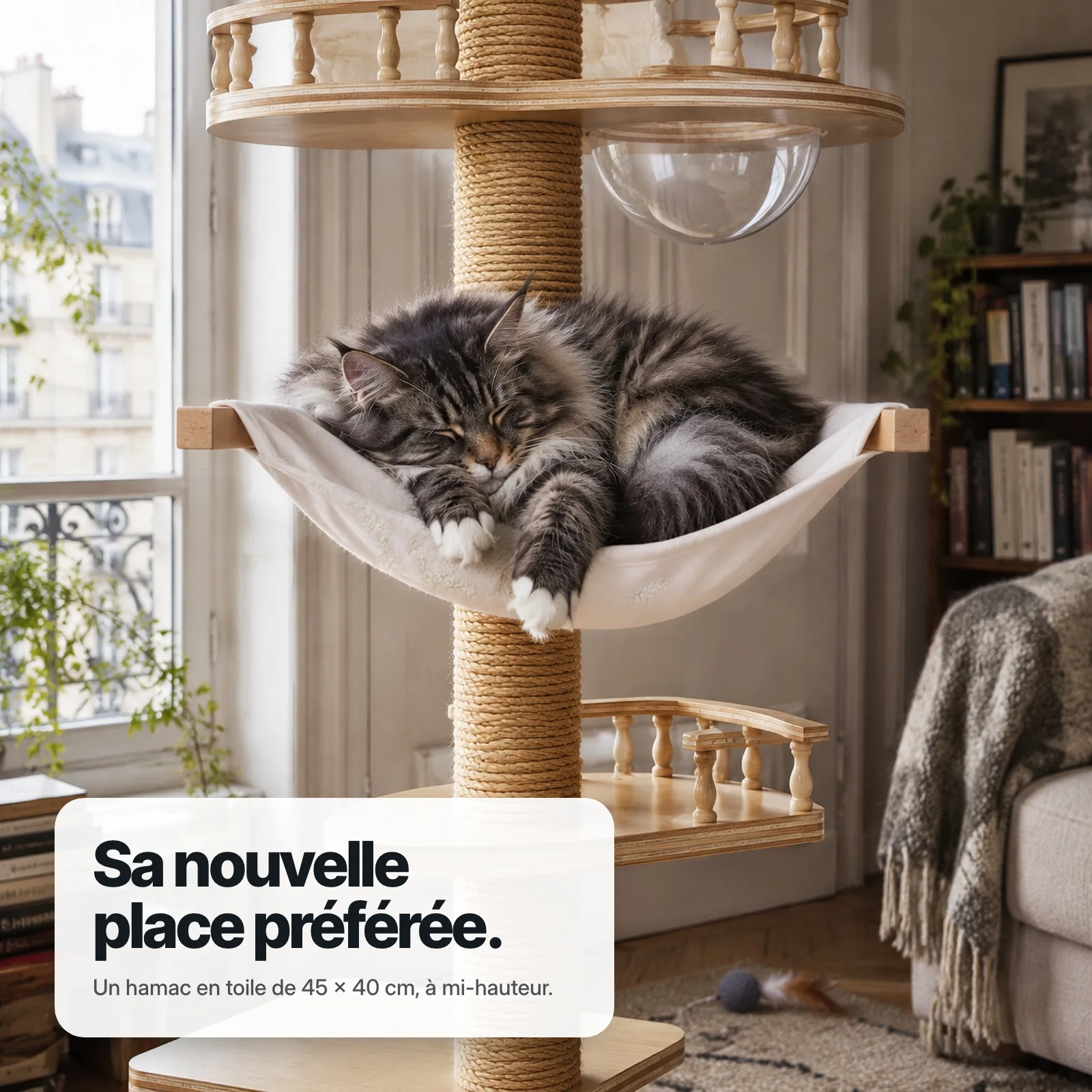Un Maine Coon endormi dans le hamac en toile de l'arbre